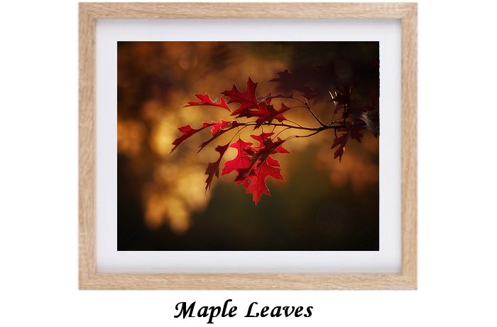 Maple Leaves Framed Print